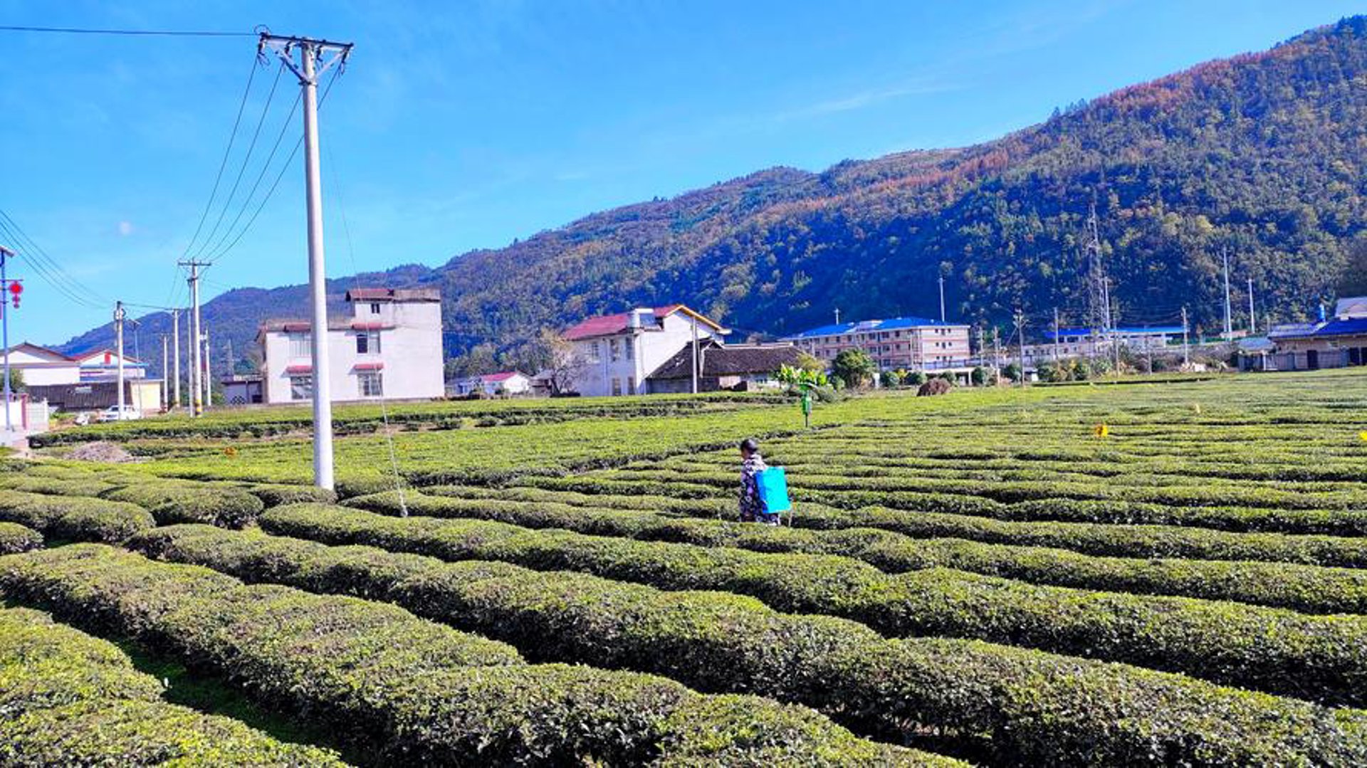 茶基茶业